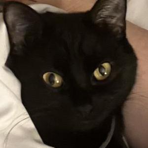 Lost Cat Dahlia