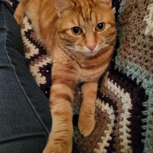 Image of Ranger, Lost Cat