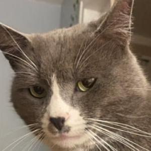 Image of Gomez, Lost Cat