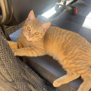Lost Cat Nala