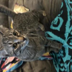 Image of Bobby, Lost Cat