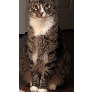 Image of Geppetto, Lost Cat