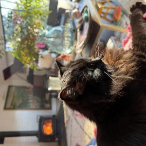 Image of Raven, Lost Cat
