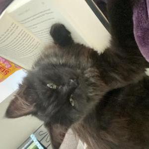 Image of Lunabelle, Lost Cat