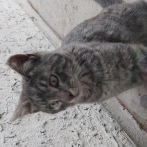 Lost Cat Solo