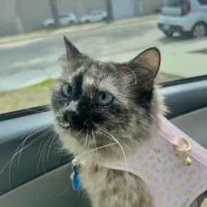 Lost Cat Olive