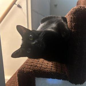 Lost Cat Lucky