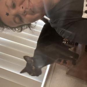 Lost Cat Nala