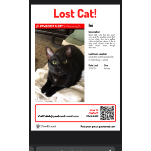 Lost Cat Ini