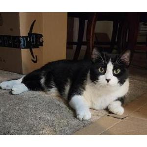 Image of Finn, Lost Cat