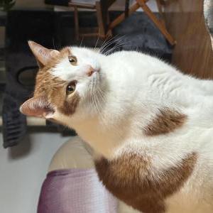 Image of Zephyr, Lost Cat