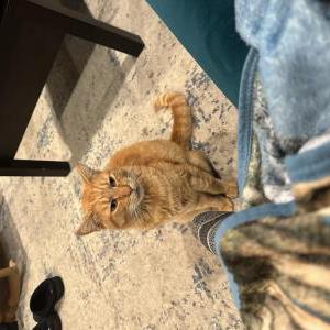 Image of Oliver, Lost Cat