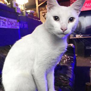 Lost Cat buddy