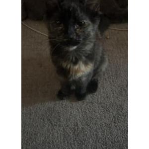 Image of Sushi, Lost Cat