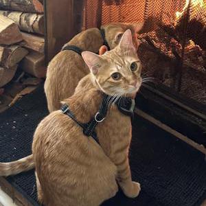 Lost Cat Niko