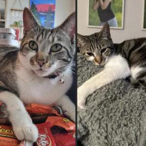 Lost Cat Remy Martin