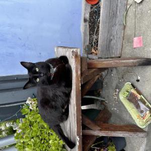 Lost Cat Elektra
