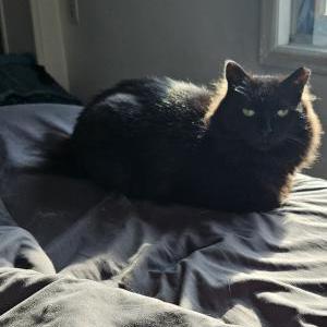 Lost Cat Shadow