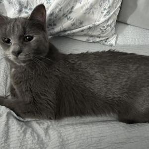 Lost Cat Misty