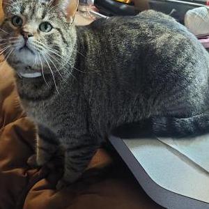 Lost Cat Bitty