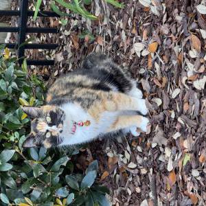 Lost Cat Missy