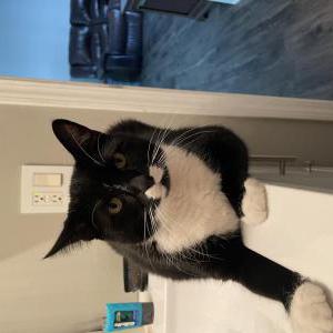 Lost Cat Kitty