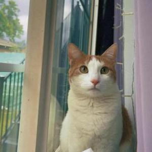 Image of Sparky, Lost Cat