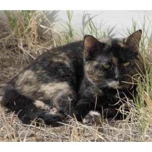 Lost Cat Marble