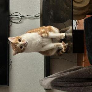Image of Paulo, Lost Cat