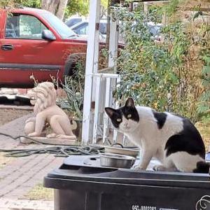 Lost Cat Sandy