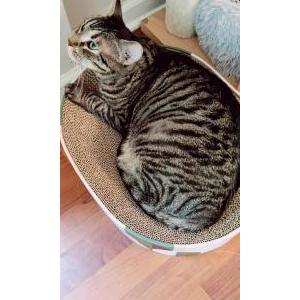 Image of Shiloh, Lost Cat