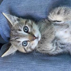 Lost Cat smokey