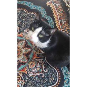 Lost Cat Molly