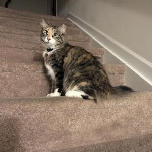 Lost Cat Lattie