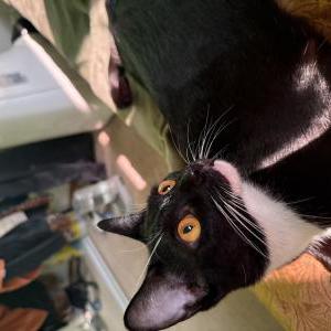 Lost Cat Juni