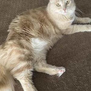 Lost Cat roo
