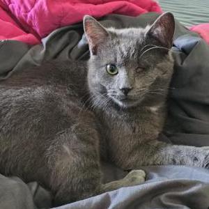 Lost Cat Frankie