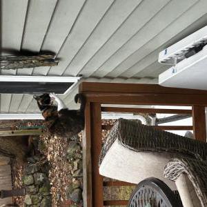 Lost Cat Milkshake
