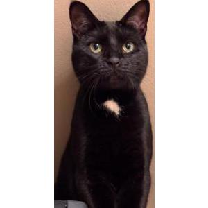 Image of Sirius, Lost Cat