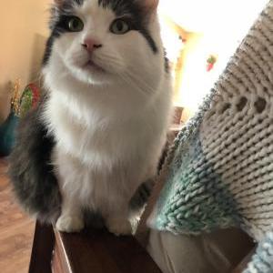 Lost Cat Juju Bear