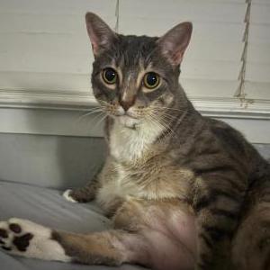 Lost Cat Michy