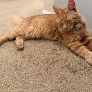 Image of Unknown, Found Cat