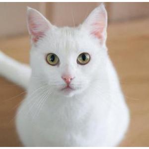 Lost Cat Fluff