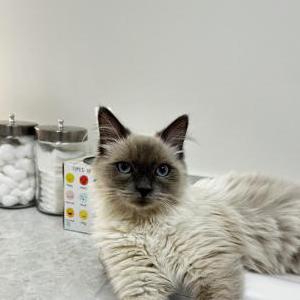 Lost Cat Love