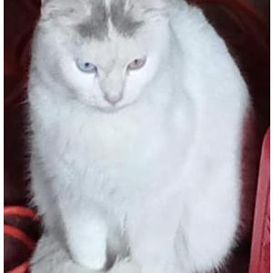 Found Cat Unknown