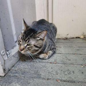 Found Cat Unknown