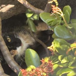 Image of Unknown, Found Cat