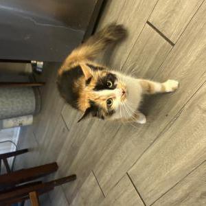 Lost Cat Nala