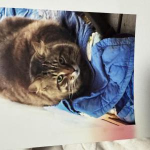 Image of Webster, Lost Cat