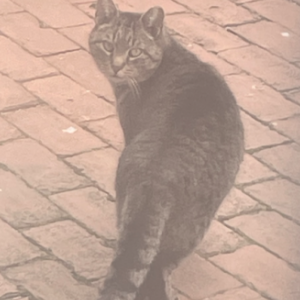 Found Cat Unknown